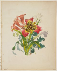 喇叭藤的花束，来自Flora&39;s Dictionary，1838